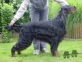 Pedigree LAURELHACH ILLUSTRIOUS